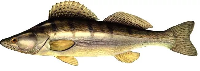 изображение рыбы судак